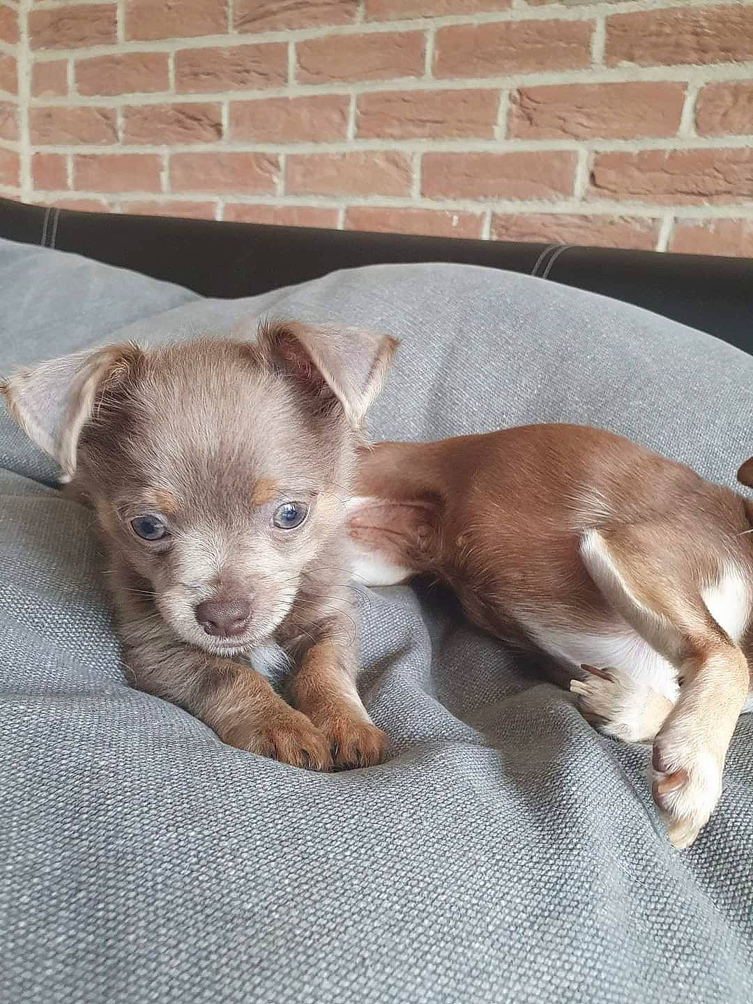 Petit Prince a rejoint le concours — aidez-le/la à gagner de superbes lots ! brick, brickwork, canidae, carnivore, comfort, companion_dog, dog, dog_breed, fawn, fur, liver, mammal, mortar, paw, puppy, sporting_group, terrestrial_animal, toy_dog, whiskers, working_animal