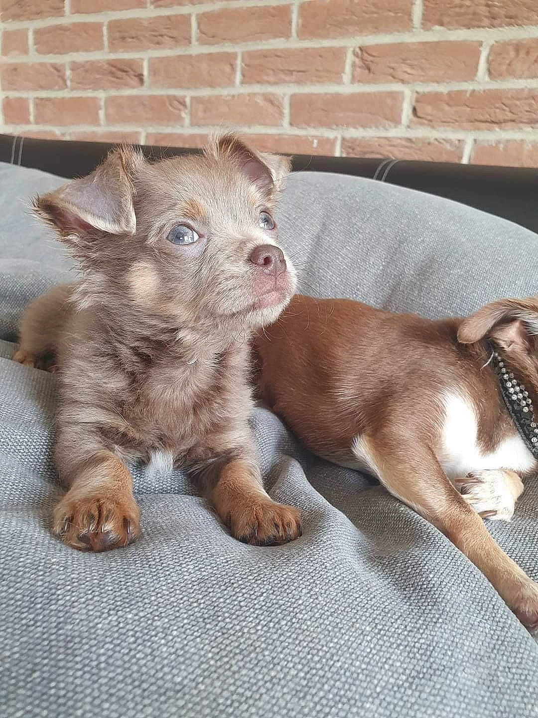 Petit Prince a rejoint le concours — aidez-le/la à gagner de superbes lots ! brick, brickwork, carnivore, claw, comfort, companion_dog, dog, dog_breed, eye, fawn, fur, liver, mammal, paw, pet_supply, snout, sporting_group, tail, terrestrial_animal, whiskers