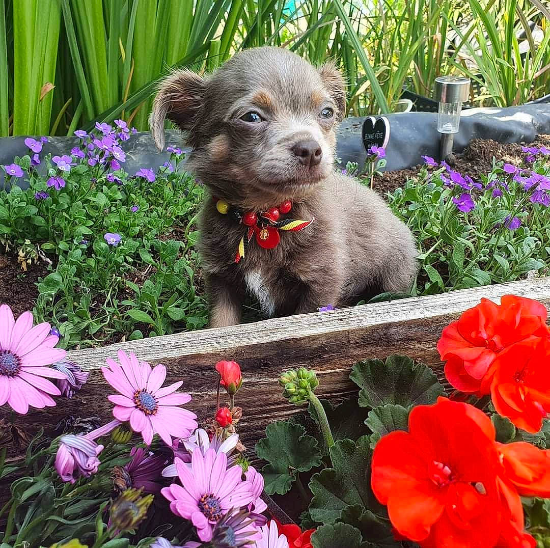 Prince participe au concours pour gagner de l'argent avec cette photo : annual_plant, blue, botany, carnivore, companion_dog, dog, dog_breed, fawn, flower, flowering_plant, flowerpot, garden, grass, groundcover, herbaceous_plant, houseplant, petal, plant, shrub, terrestrial_plant