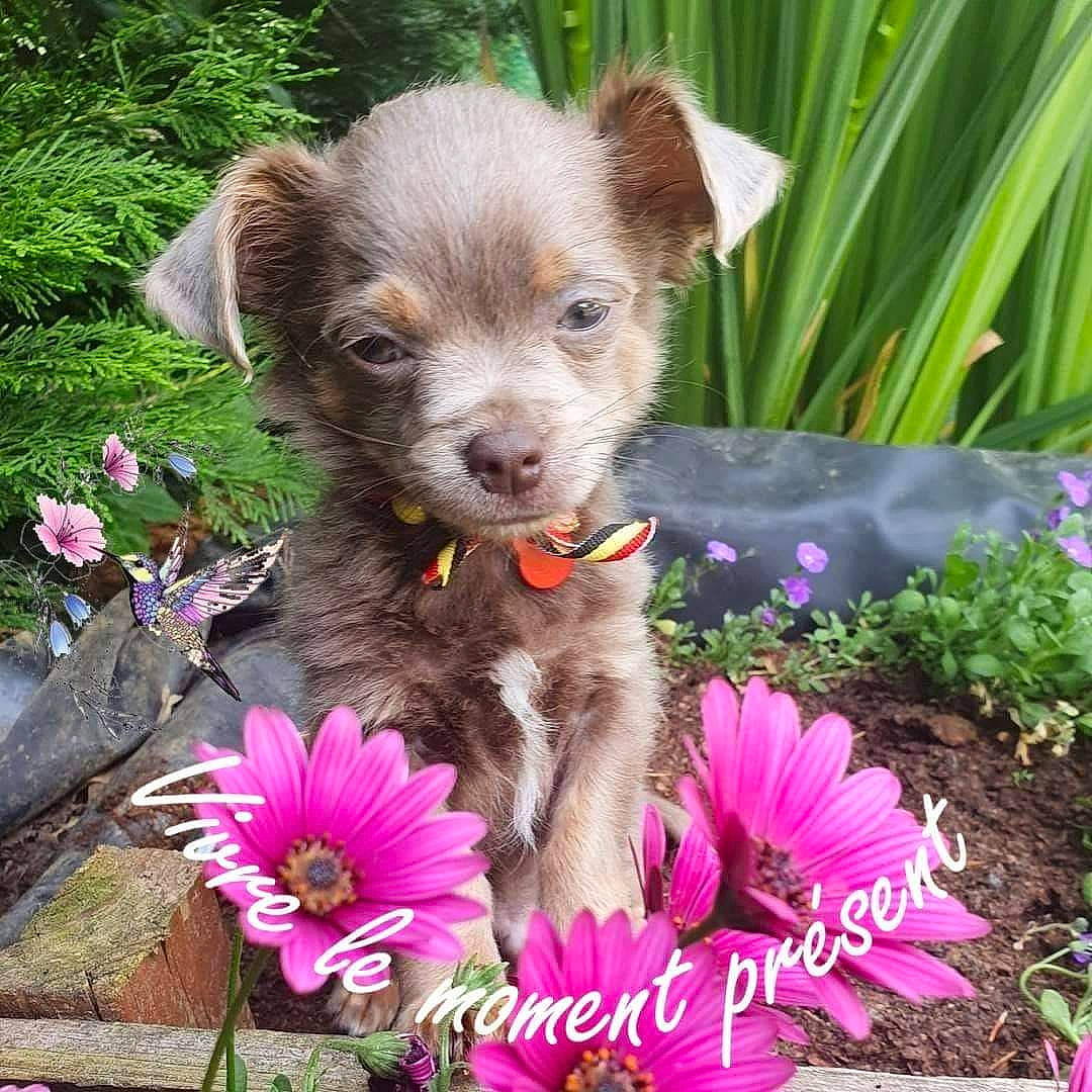 Prince a rejoint le concours — aidez-le/la à gagner de superbes lots ! annual_plant, botany, canidae, carnivore, companion_dog, dog, dog_breed, fawn, flower, flowering_plant, flowerpot, grass, groundcover, liver, petal, pink, plant, sporting_group, terrestrial_plant, working_animal