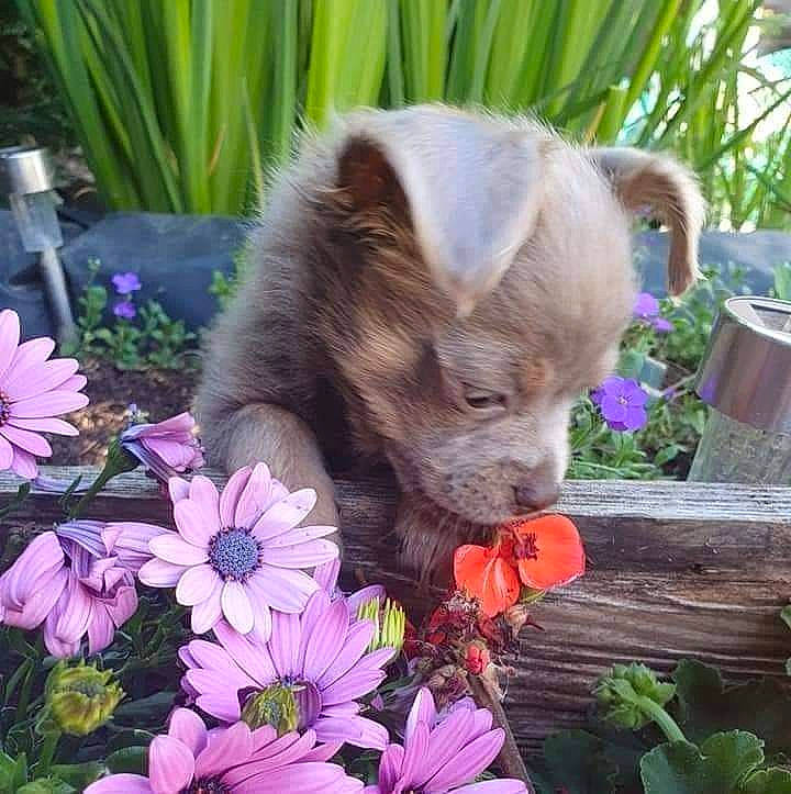 Prince a rejoint le concours — aidez-le/la à gagner de superbes lots ! annual_plant, botany, carnivore, companion_dog, dog, dog_breed, fawn, flower, flowerpot, garden, german_spitz_mittel, grass, groundcover, liver, petal, plant, snout, terrestrial_animal, toy_dog, whiskers