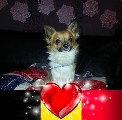 Petit Béllo participe au concours pour gagner de l'argent avec cette photo : canidae, carmine, carnivore, companion_dog, corgi_chihuahua, couch, dog, dog_breed, dog_supply, fashion_accessory, fawn, font, fur, magenta, pet_supply, photo_caption, snout, tail, toy_dog, whiskers