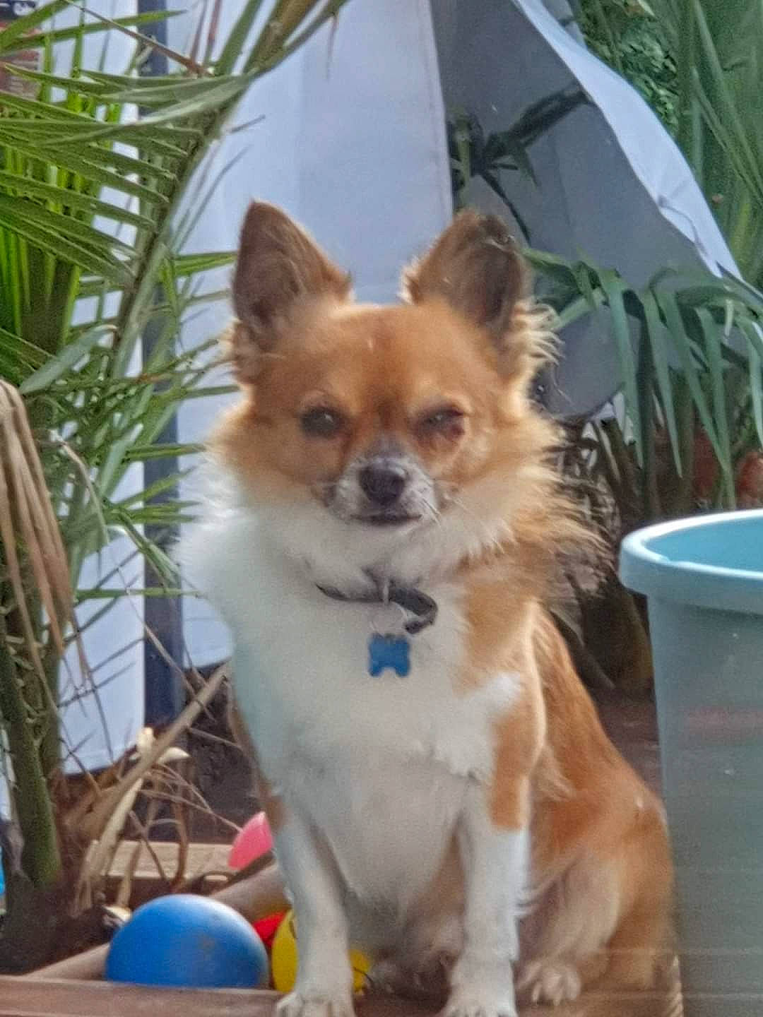 Petit Béllo participe au concours pour gagner de l'argent avec cette photo : blue, carnivore, collar, companion_dog, dog, dog_breed, dog_supply, fawn, flowerpot, fur, papillon, plant, pomeranian, snout, spitz, sporting_group, tail, toy_dog, whiskers, working_animal