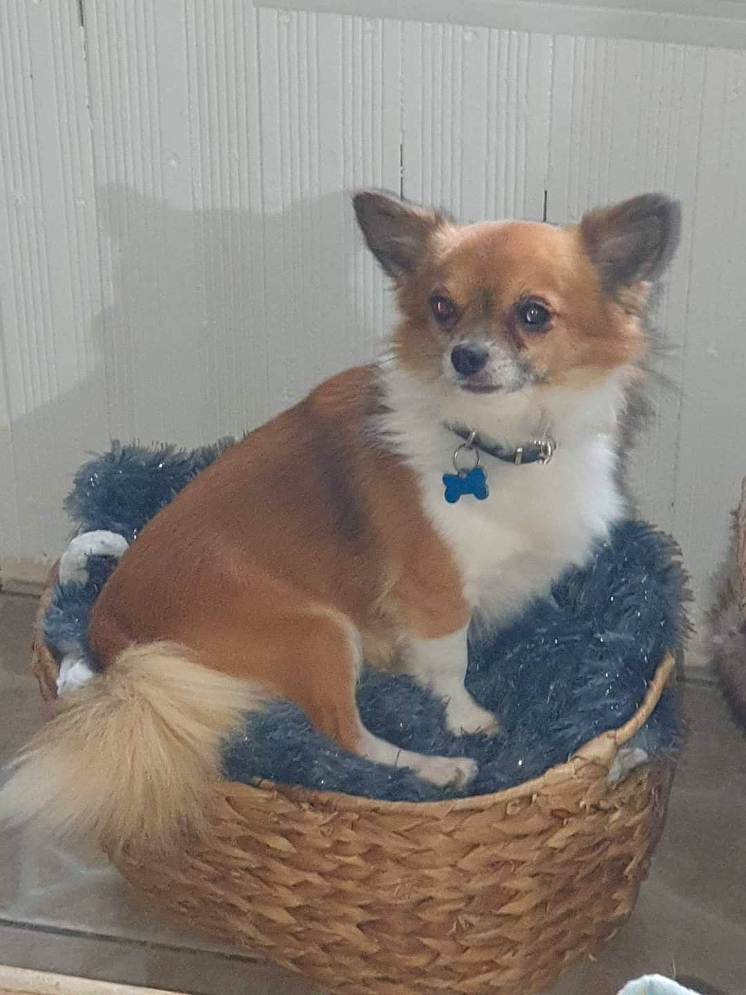 Petit Béllo participe au concours pour gagner de l'argent avec cette photo : basket, canidae, carnivore, cat_supply, chihuahua, collar, companion_dog, dog, dog_breed, dog_supply, fawn, fur, pet_supply, snout, sporting_group, tail, toy_dog, whiskers, wicker, working_animal