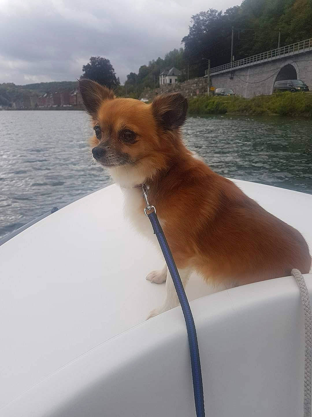 Petit Béllo participe au concours pour gagner de l'argent avec cette photo : automotive_exterior, automotive_mirror, carnivore, cloud, collar, companion_dog, dog, dog_breed, dog_collar, fawn, hood, lake, rear_view_mirror, sky, snout, vehicle, vehicle_door, water, windscreen_wiper, windshield