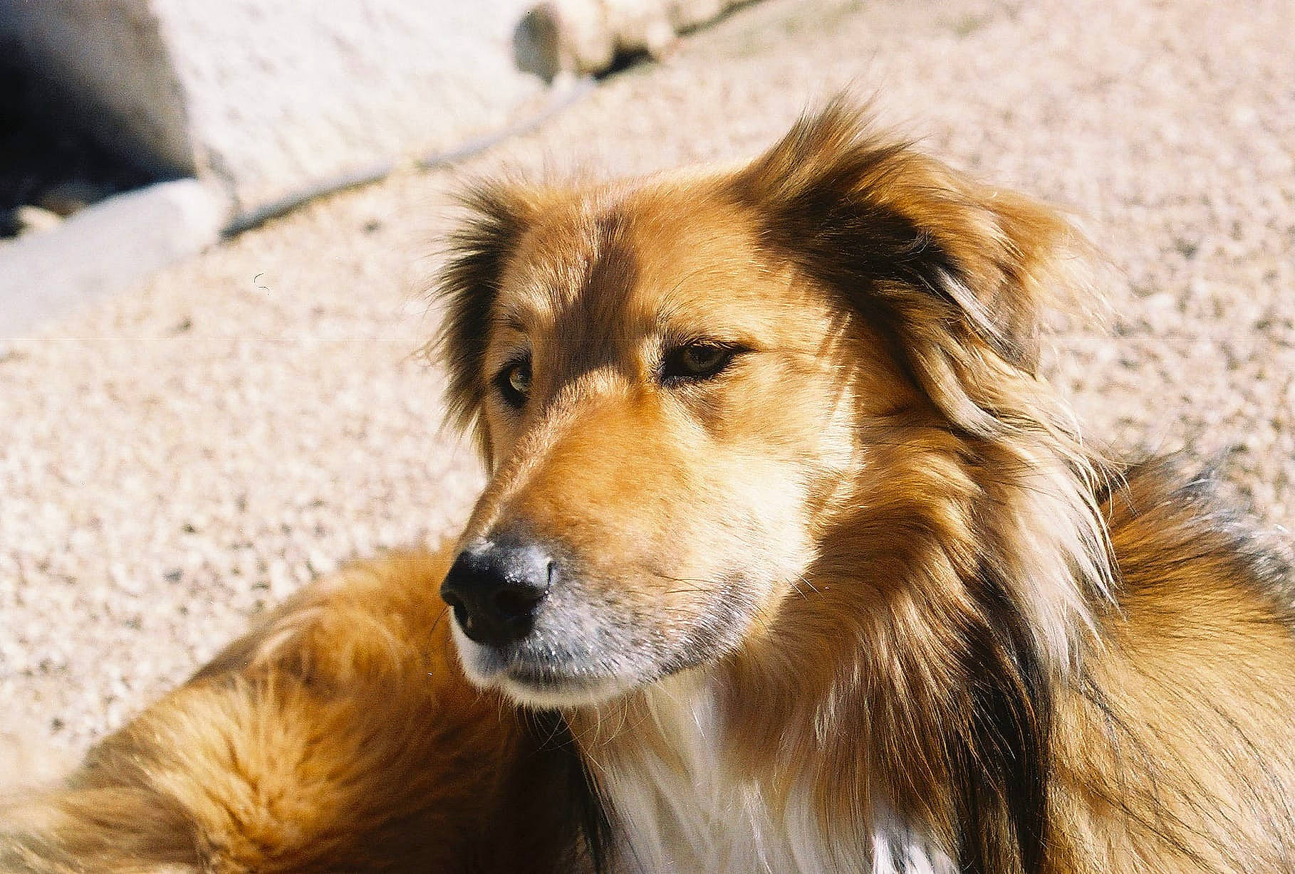 Okami participe au concours pour gagner de l'argent avec cette photo : canidae, carnivore, collie, companion_dog, dog, dog_breed, fawn, fur, herding_dog, liver, rough_collie, scotch_collie, shetland_sheepdog, snout, sporting_group, terrestrial_animal, whiskers, wildlife, working_dog
