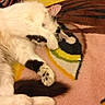 India participe au concours pour gagner de l'argent avec cette photo : animal, black_markings, cat, colorful_rug, cozy, cute, domestic_cat, feline, fluffy, indoor, lying_down, patterned_rug, paw_covering_face, pet, relaxed, resting, shy, sleeping, soft_texture, white_cat