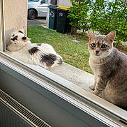 India participe au concours pour gagner de l'argent avec cette photo : animal, car, cat, cats, curious, daylight, feline, fur, garden, greenery, nature, outdoor, pet, relaxed, resting, sitting, trash_bins, two_cats, window, windowsill