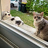 animal, car, cat, cats, curious, daylight, feline, fur, garden, greenery, nature, outdoor, pet, relaxed, resting, sitting, trash_bins, two_cats, window, windowsill