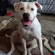 Isis joined the competition — help win amazing prizes! dog, white_dog, smiling, happy, indoor, carpet, blanket, bed, clothing, furniture, room, pet, tongue_out, floor, domestic, canine, household, relaxed, sitting, cozy