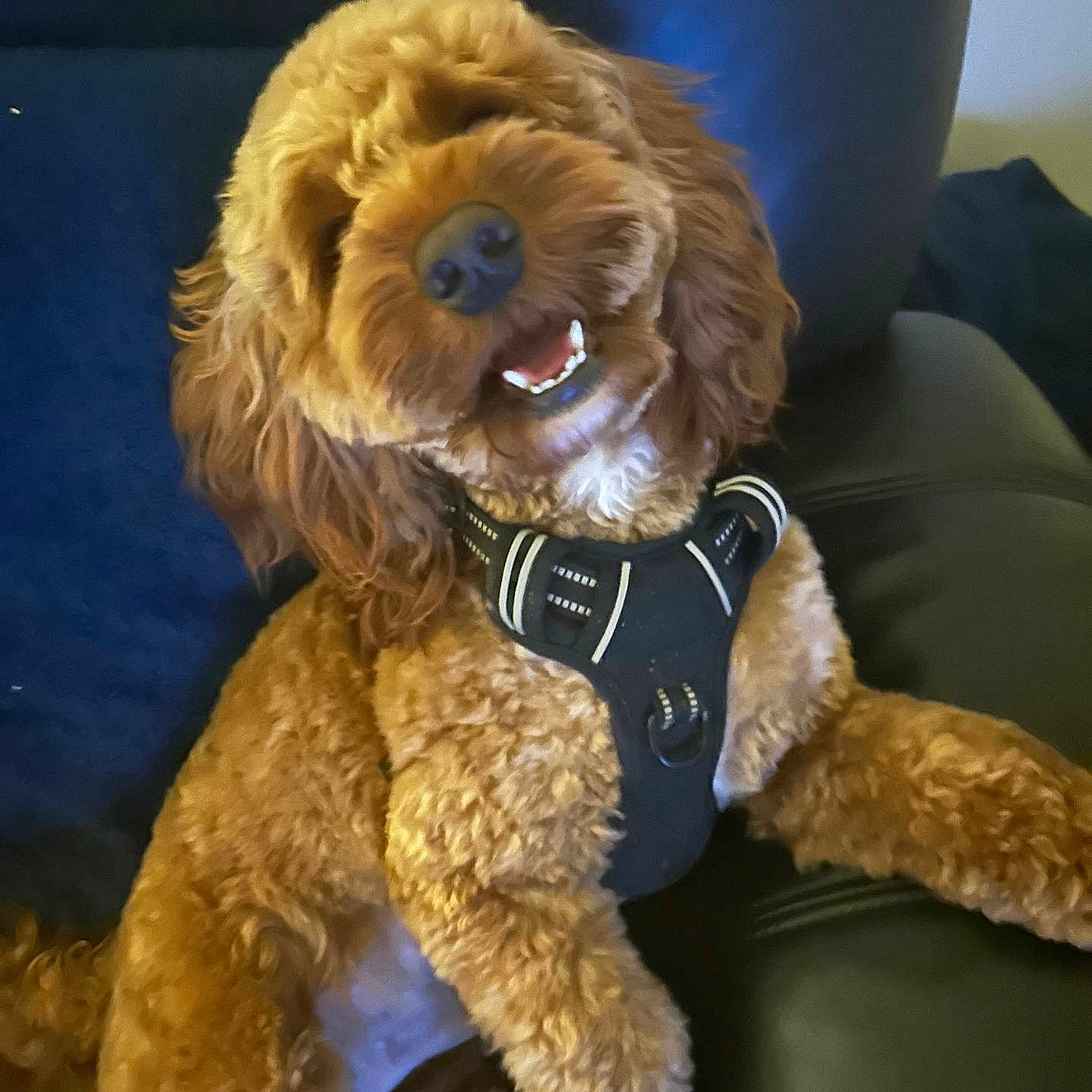 Ralph joined the competition — help win amazing prizes! animal, armchair, canine, chair, cockerspaniel, couch, cushion, dog, furniture, homedecor, hound, pet, plush, poodle, puppy, snout, teddybear, terrier, toy, wristwatch