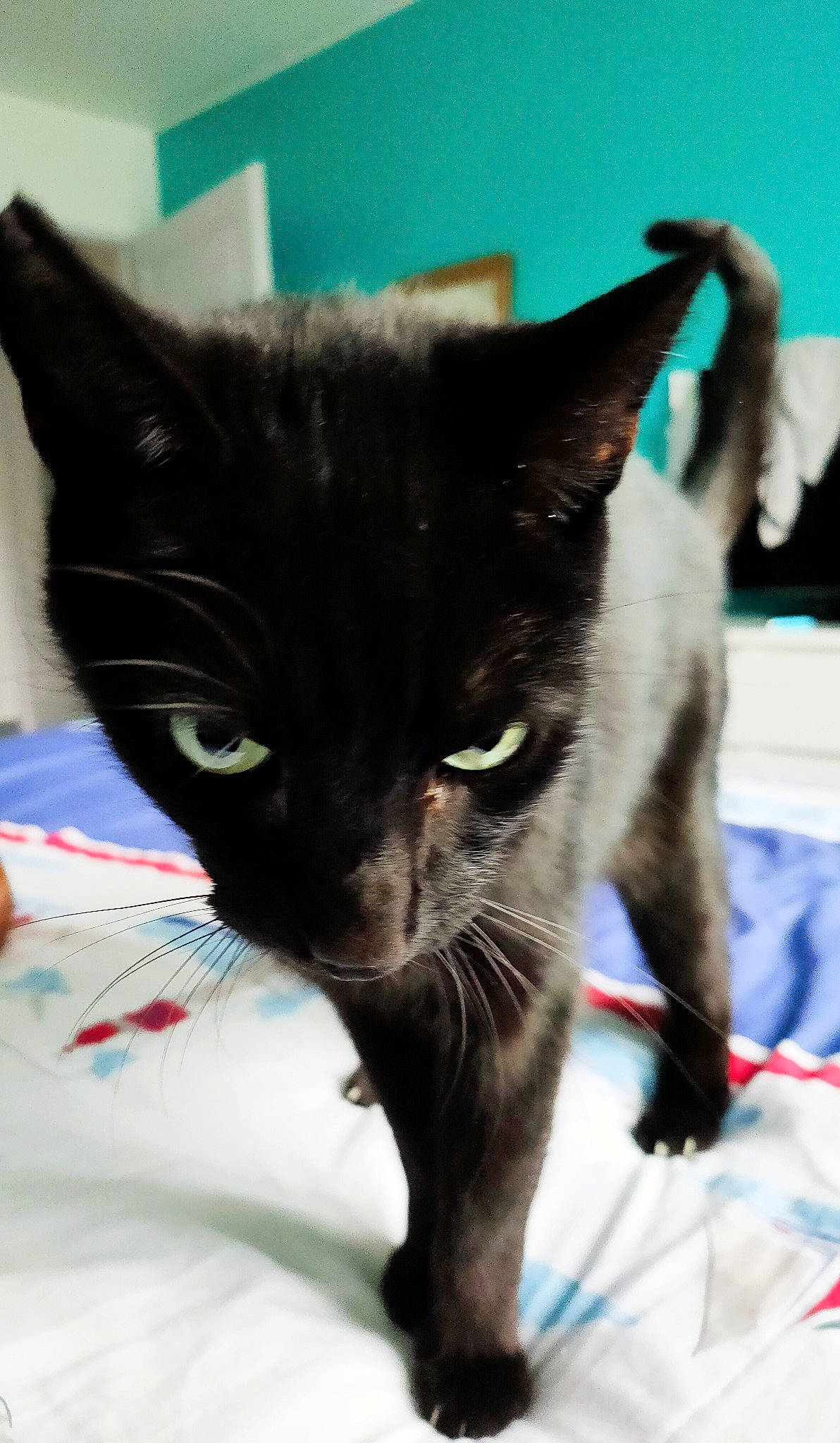 Crapule participe au concours pour gagner de l'argent avec cette photo : black_cat, bombay, carnivore, cat, claw, comfort, domestic_short_haired_cat, ear, electric_blue, felidae, fur, havana_brown, mammal, paw, small_to_medium_sized_cats, snout, tail, terrestrial_animal, whiskers