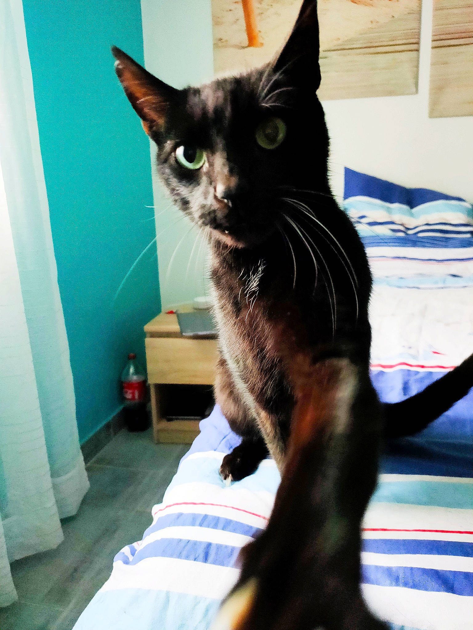 Crapule a rejoint le concours — aidez-le/la à gagner de superbes lots ! black_cat, blue, carnivore, cat, claw, comfort, domestic_short_haired_cat, electric_blue, felidae, foot, fur, havana_brown, human_leg, linens, paw, small_to_medium_sized_cats, snout, stairs, tail, whiskers