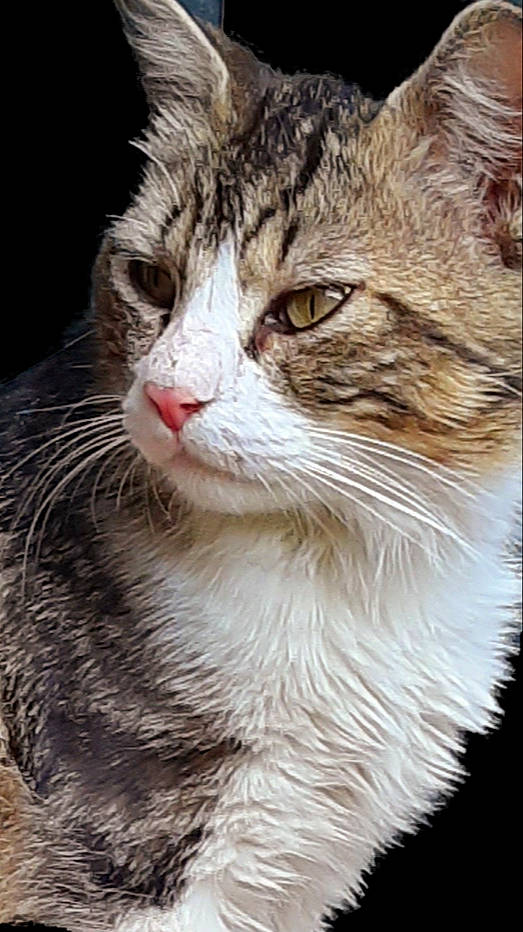 Chipie participe au concours pour gagner de l'argent avec cette photo : aegean_cat, american_bobtail, american_wirehair, carnivore, cat, close_up, domestic_long_haired_cat, domestic_short_haired_cat, european_shorthair, felidae, fur, mammal, norwegian_forest_cat, siberian, small_to_medium_sized_cats, snout, tabby_cat, vertebrate, whiskers, wild_cat