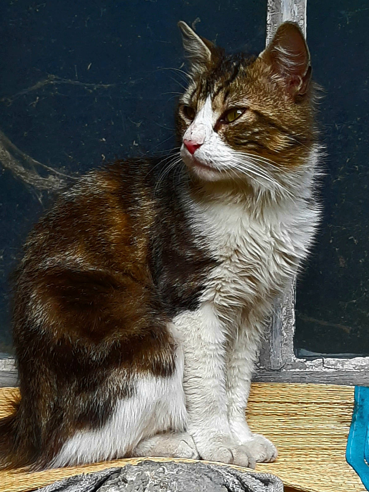 Chipie participe au concours pour gagner de l'argent avec cette photo : aegean_cat, american_wirehair, carnivore, cat, domestic_short_haired_cat, european_shorthair, felidae, kitten, mammal, small_to_medium_sized_cats, tabby_cat, tail, vertebrate, whiskers