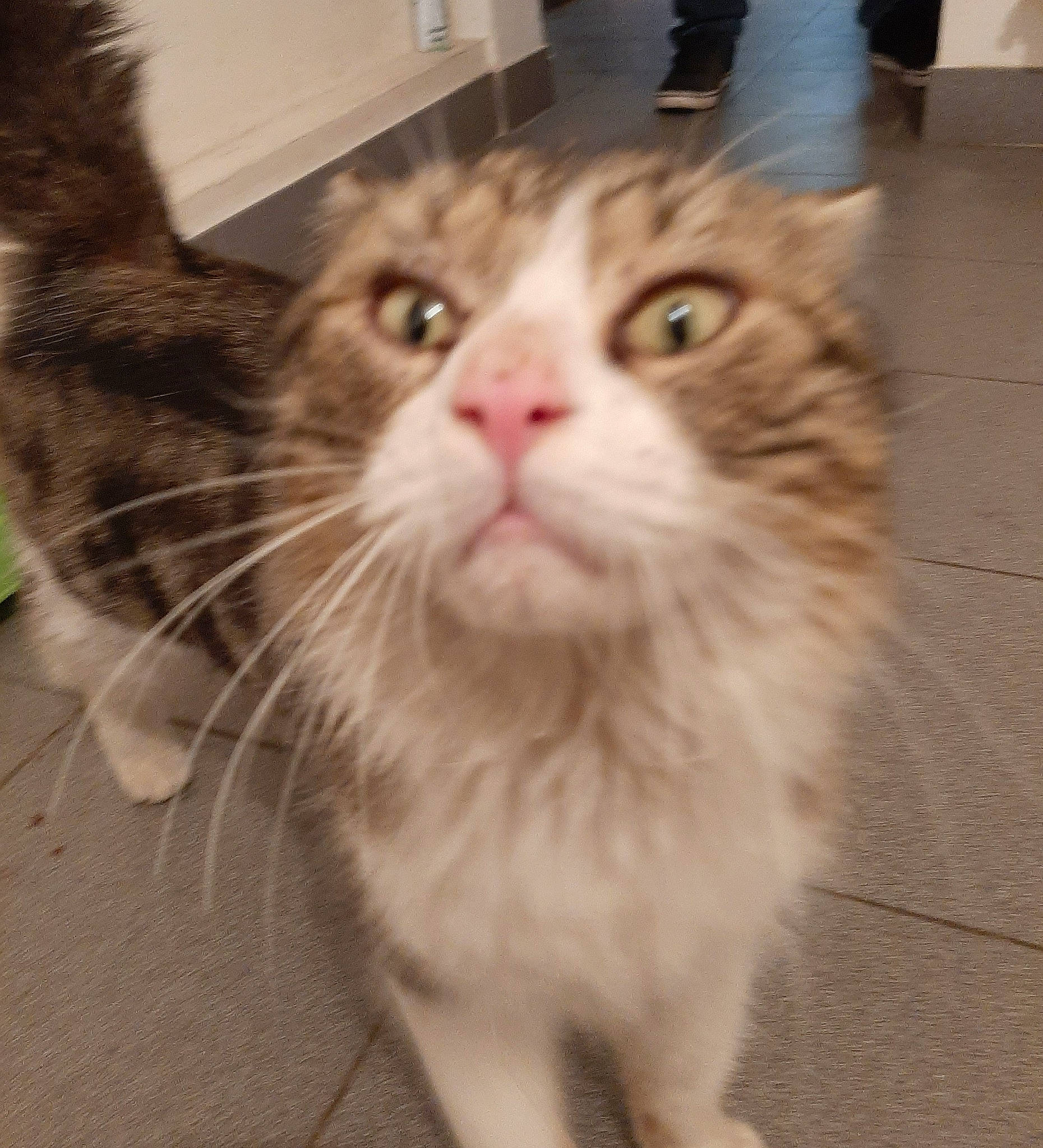 Chipie participe au concours pour gagner de l'argent avec cette photo : aegean_cat, american_curl, carnivore, cat, cymric, domestic_long_haired_cat, european_shorthair, eye, felidae, fur, kitten, maine_coon, mammal, norwegian_forest_cat, ragamuffin, siberian, small_to_medium_sized_cats, snout, vertebrate, whiskers