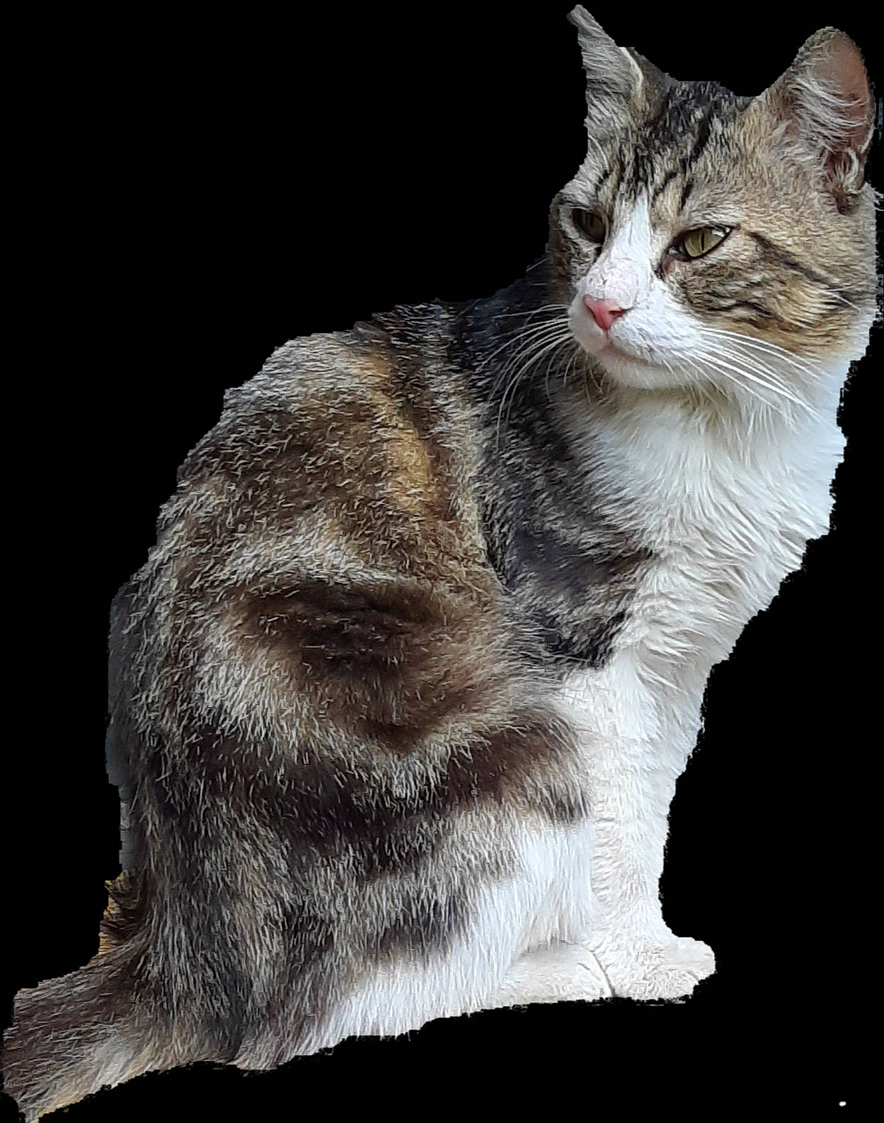 Chipie participe au concours pour gagner de l'argent avec cette photo : aegean_cat, american_bobtail, american_shorthair, american_wirehair, asian, carnivore, cat, domestic_short_haired_cat, dragon_li, european_shorthair, felidae, fur, mammal, norwegian_forest_cat, small_to_medium_sized_cats, snout, tabby_cat, vertebrate, whiskers