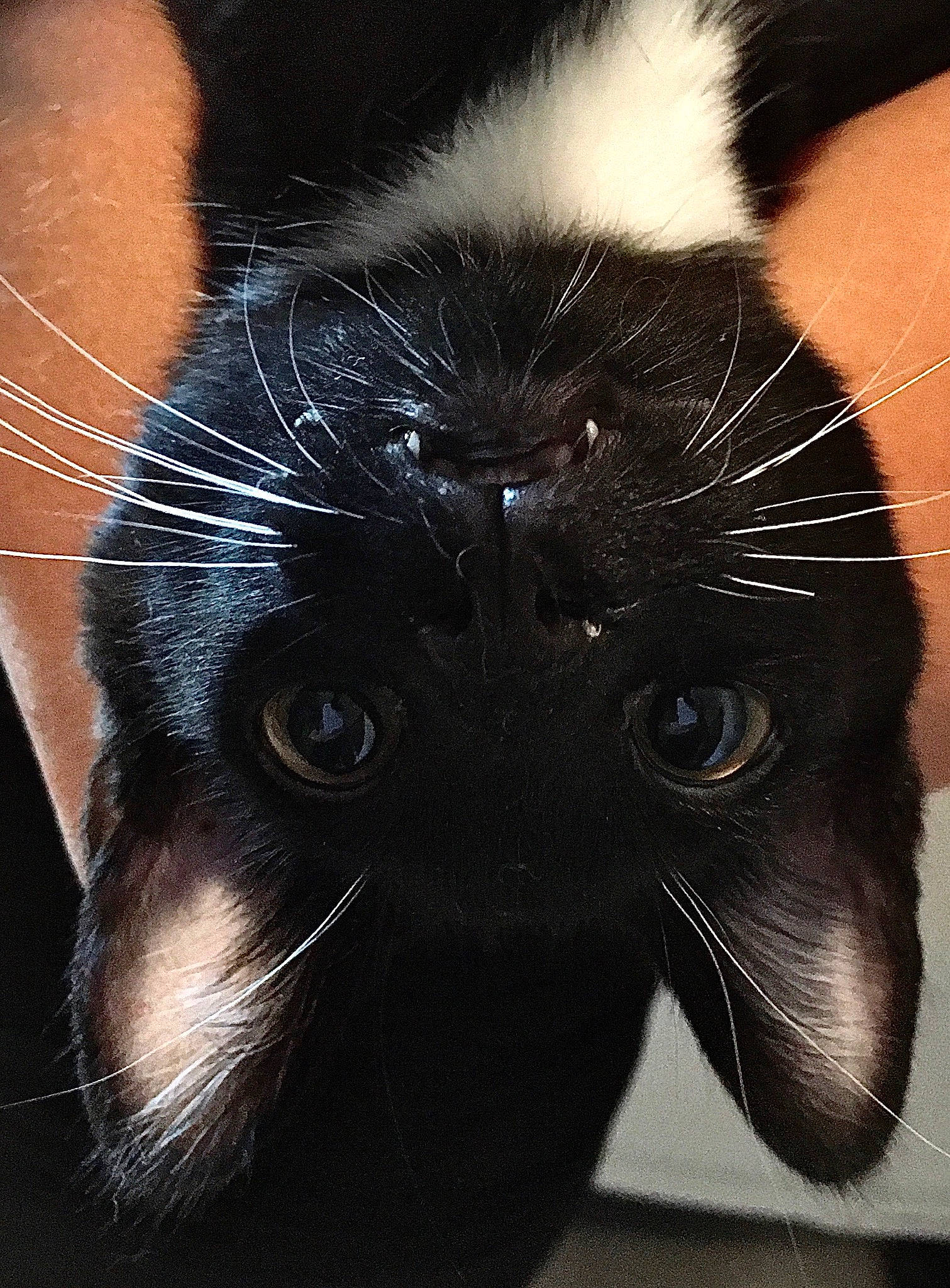 Patitas is registered to the contest to win money with this photo: black_cat, carnivore, cat, close_up, domestic_short_haired_cat, eye, felidae, fur, hair, head, iris, mammal, small_to_medium_sized_cats, snout, tail, terrestrial_animal, vertebrate, whiskers