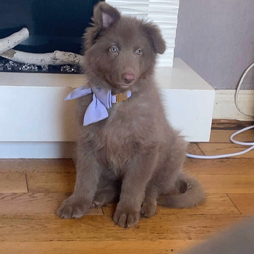 Roxy joined the competition — help win amazing prizes! adorable, animal, bow, brown_dog, canine, collar, cute, dog, domestic_dog, fireplace, floor, fluffy, fur, home, indoor, pet, puppy, sitting, wooden_floor, young_dog