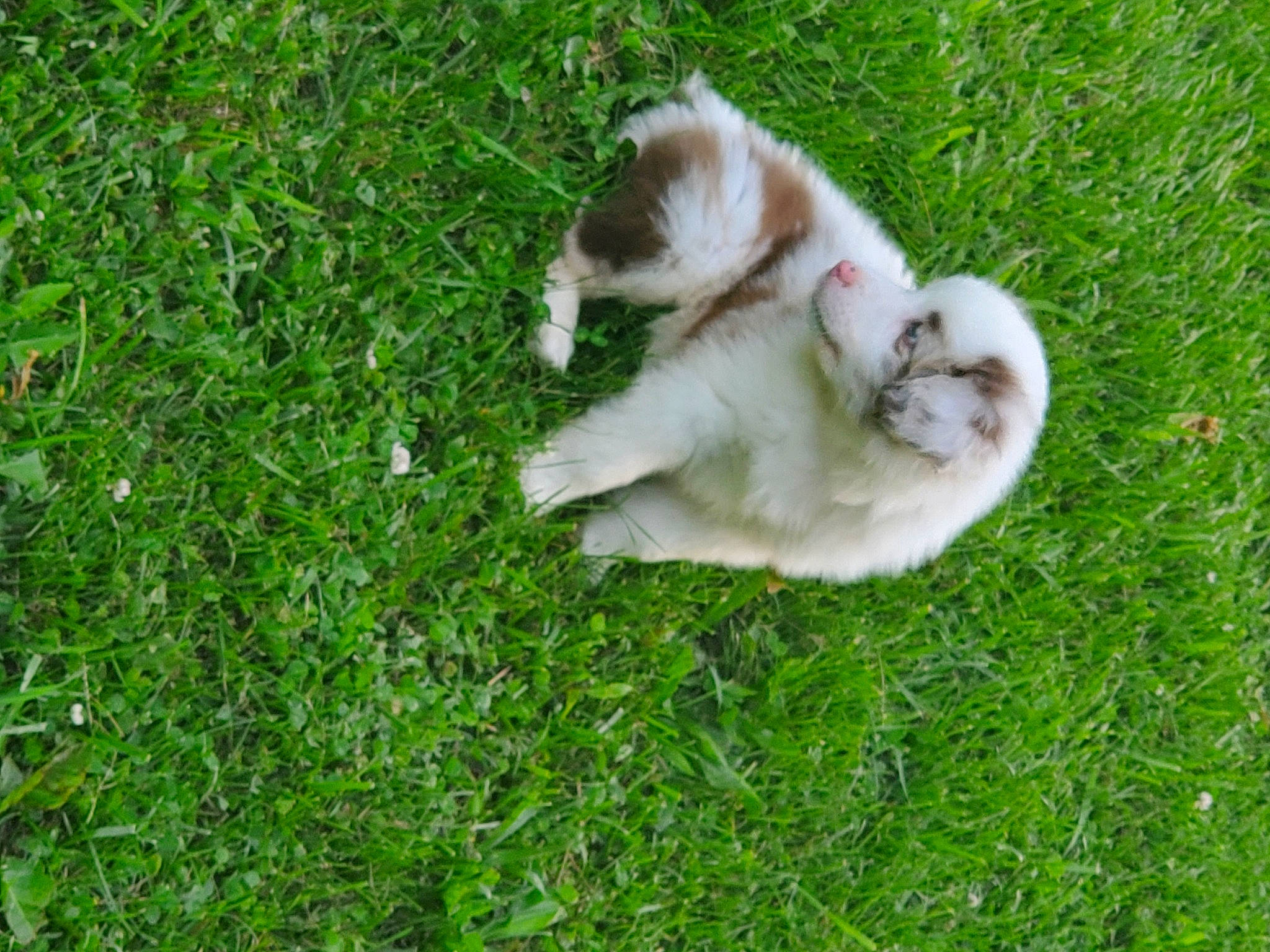 Ranger joined the competition — help win amazing prizes! carnivore, cat, companion_dog, dog_breed, felidae, fur, grass, grassland, groundcover, herbaceous_plant, plant, small_to_medium_sized_cats, tail, terrestrial_animal, whiskers