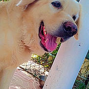 Ken is registered to the contest to win money with this photo: dog, golden_retriever, pet, animal, tongue_out, outdoor, fence, pillar, tile_floor, garden, sunlight, happy, canine, closeup, muzzle, ears, paw, nature, daylight, domestic_animal