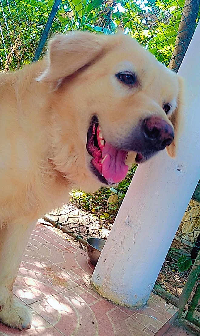 Ken is registered to the contest to win money with this photo: dog, golden_retriever, pet, animal, tongue_out, outdoor, fence, pillar, tile_floor, garden, sunlight, happy, canine, closeup, muzzle, ears, paw, nature, daylight, domestic_animal