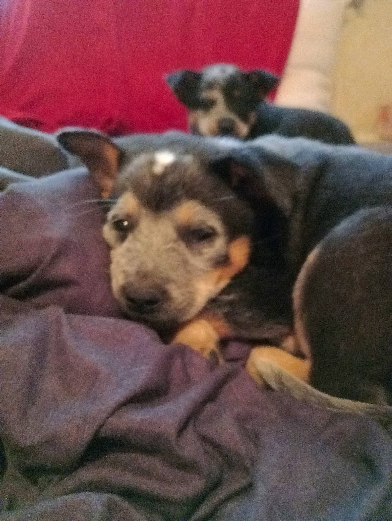 Sissy is registered to the contest to win money with this photo: canidae, carnivore, comfort, companion_dog, couch, dog, dog_breed, fur, snout, sporting_group, texas_heeler, working_animal, working_dog