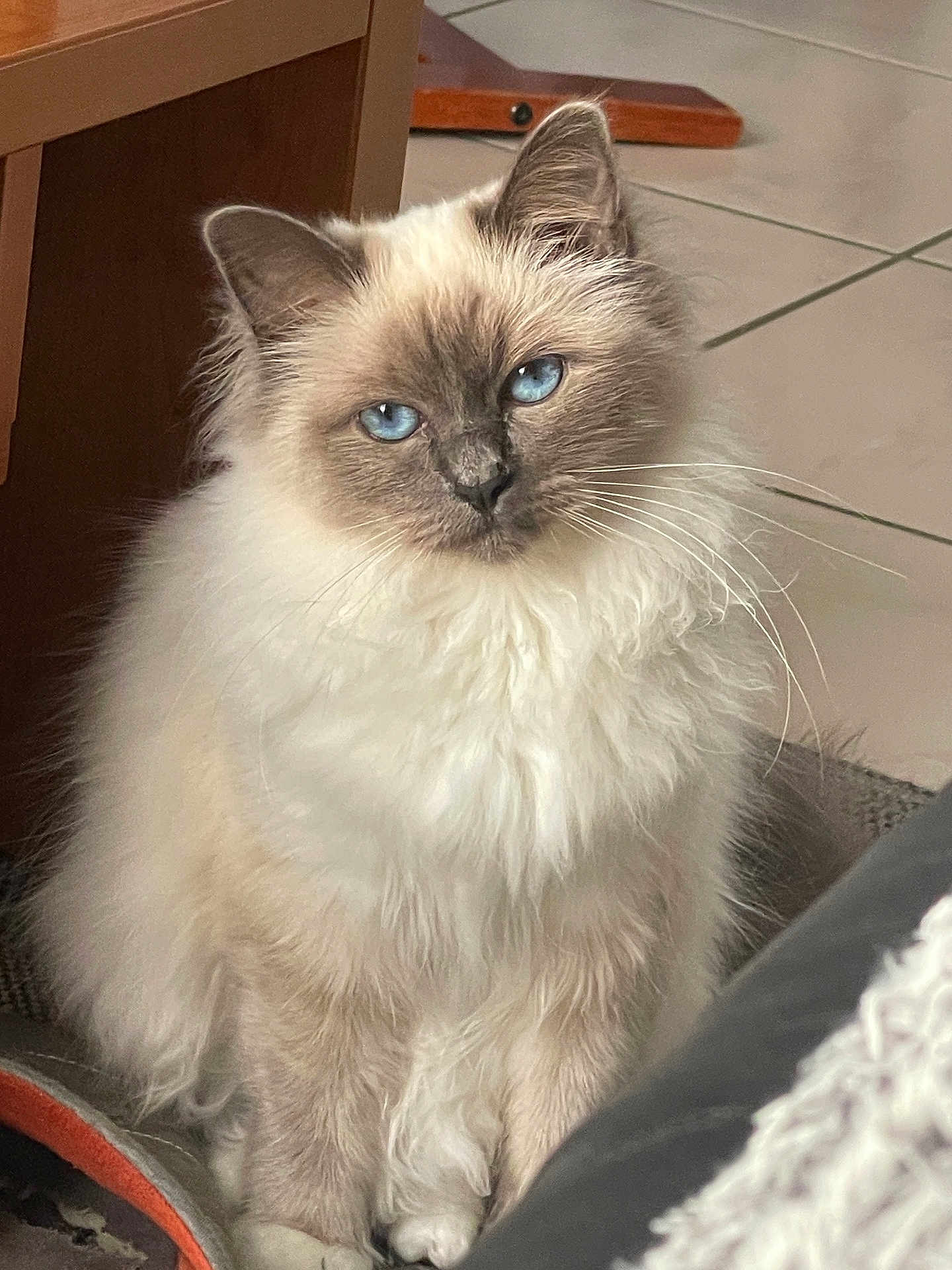 Missy