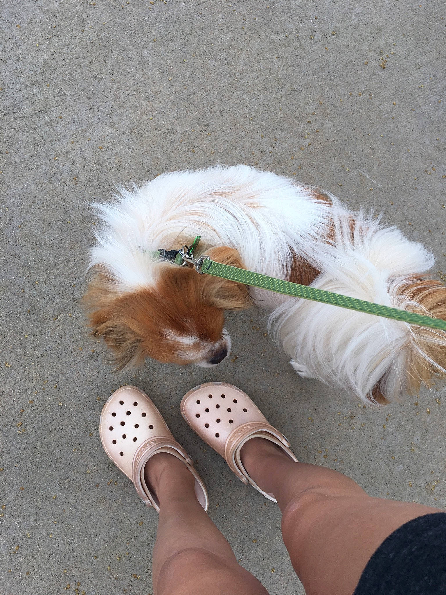 Ollie joined the competition — help win amazing prizes! canidae, companion_dog, dog_breed, fawn, foot, footwear, fur, paw, shoe, sporting_group, tail