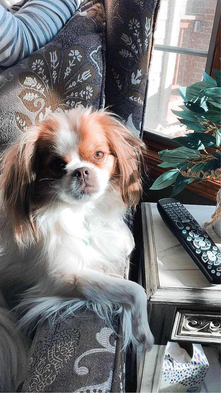 Ollie joined the competition — help win amazing prizes! canidae, carnivore, cavalier_king_charles_spaniel, chinese_imperial_dog, companion_dog, dog, dog_breed, fawn, japanese_chin, king_charles_spaniel, mammal, papillon, pekingese, phalene, puppy, rare_breed_dog, shih_tzu, sporting_group, tibetan_spaniel, toy_dog