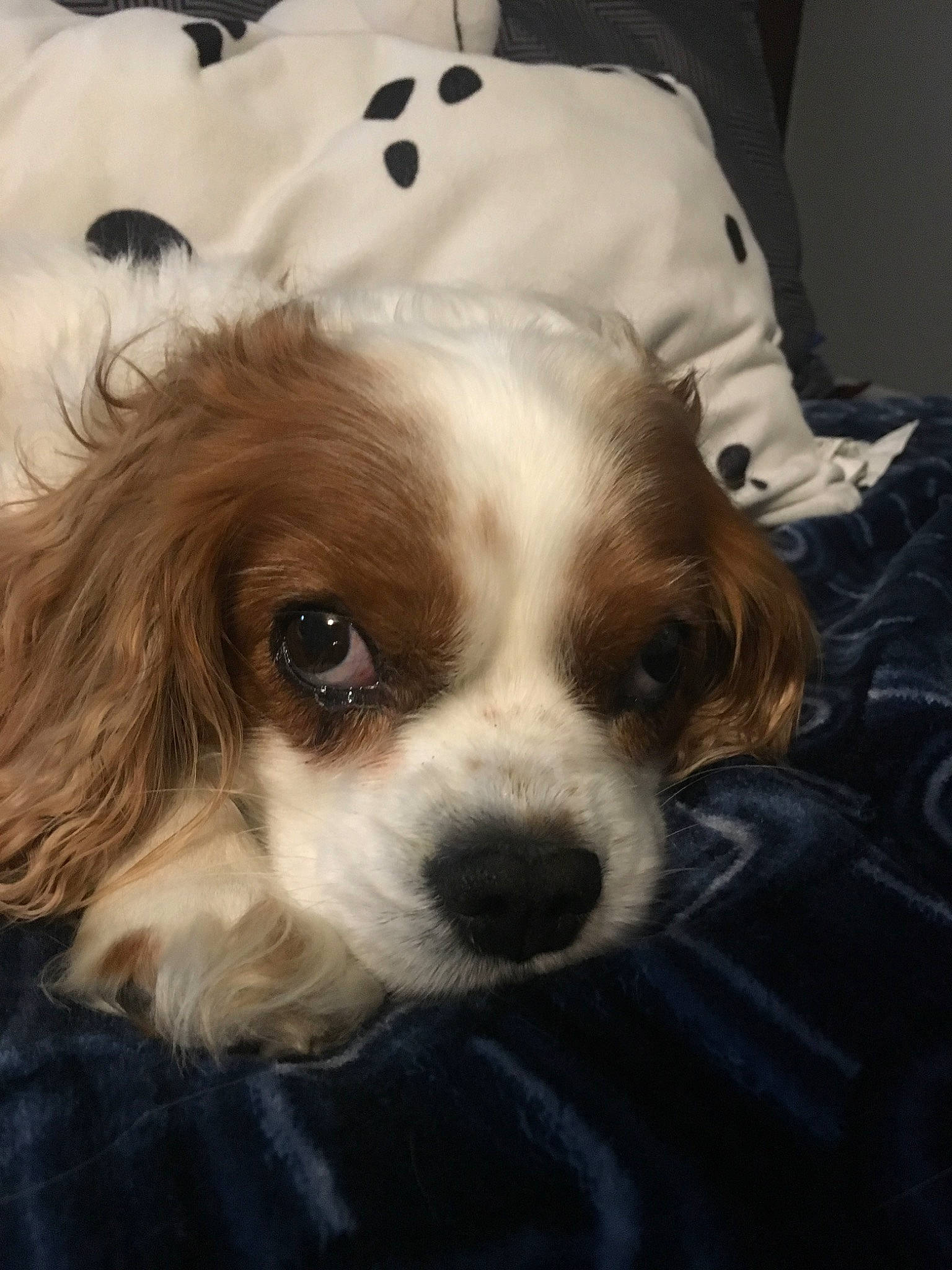 Finn joined the competition — help win amazing prizes! canidae, carnivore, cavachon, cavalier_king_charles_spaniel, cavapoo, companion_dog, dog, dog_breed, king_charles_spaniel, mammal, nose, phalene, puppy, puppy_love, rare_breed_dog, snout, spaniel, sporting_group, toy_dog, vertebrate