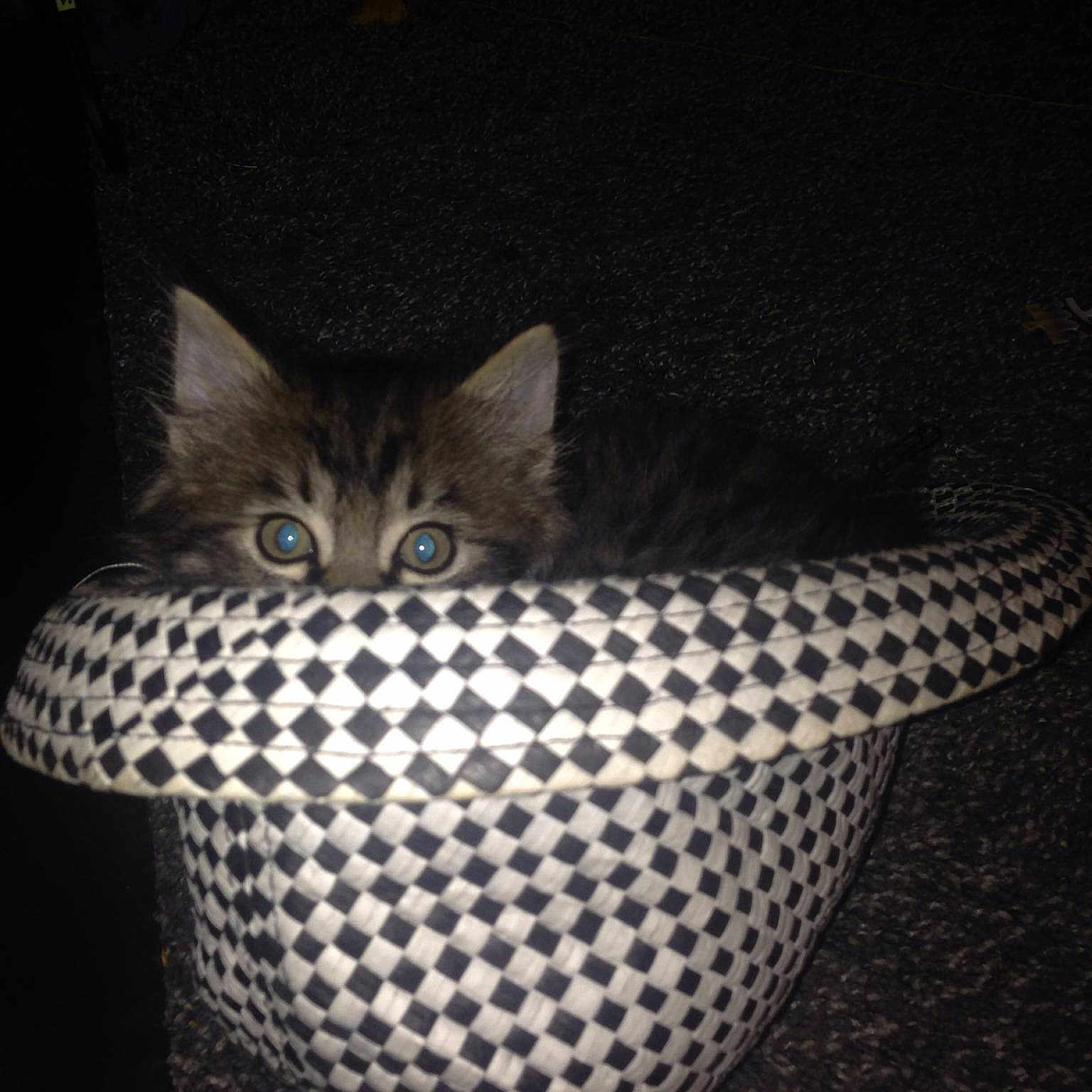 Peek A Boo is registered to the contest to win money with this photo: