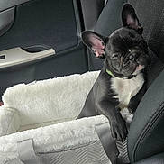 Creed is registered to the contest to win money with this photo: black_and_white, car, car_seat, cozy, cute, dog, door, fabric, french_bulldog, leather_seat, pet, pet_bed, puppy, resting_paw, road_trip, seatbelt, sleepy, travel, vehicle_interior, window