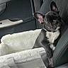 black_and_white, car, car_seat, cozy, cute, dog, door, fabric, french_bulldog, leather_seat, pet, pet_bed, puppy, resting_paw, road_trip, seatbelt, sleepy, travel, vehicle_interior, window