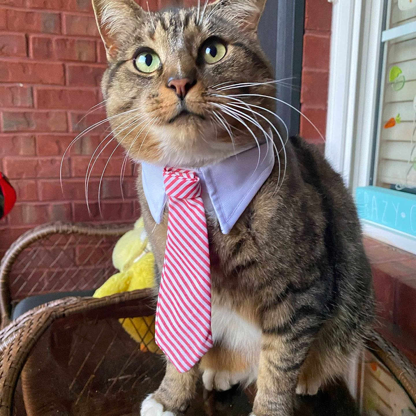 Ash joined the competition — help win amazing prizes! abyssinian, accessories, animal, brick, cat, chair, couch, face, formalwear, furniture, head, kitten, necktie, person, pet, photography, plant, portrait, pottedplant, tie