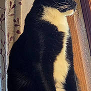 Grumpy joined the competition — help win amazing prizes! cat, tuxedo_cat, black_and_white, pet, feline, sitting, window, indoors, curtains, wooden_frame, cat_tree, perch, whiskers, yellow_eye, white_paws, fluffy_fur, profile, sunlight, home, portrait