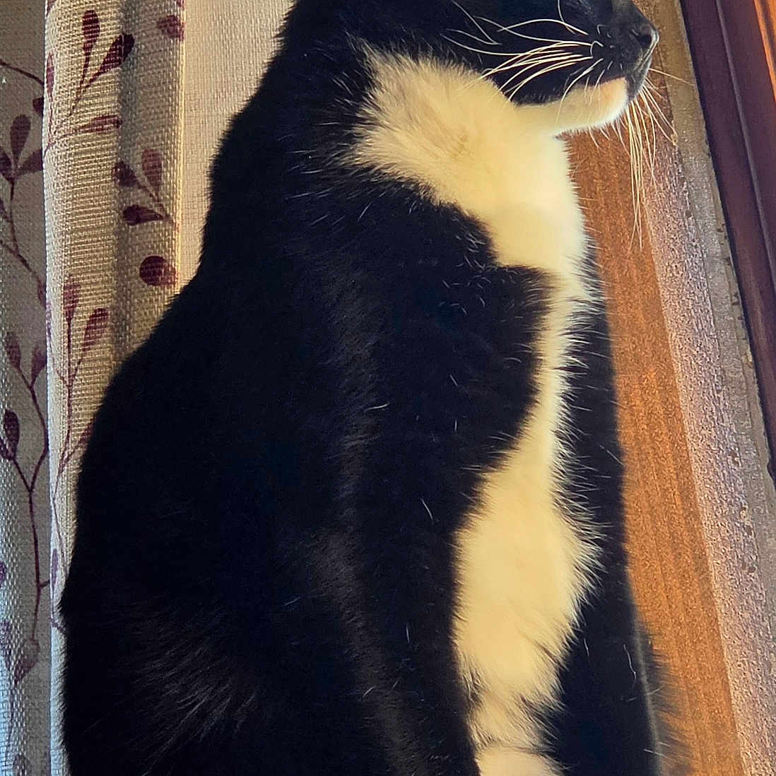 Grumpy joined the competition — help win amazing prizes! cat, tuxedo_cat, black_and_white, pet, feline, sitting, window, indoors, curtains, wooden_frame, cat_tree, perch, whiskers, yellow_eye, white_paws, fluffy_fur, profile, sunlight, home, portrait
