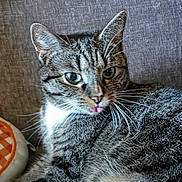 Daisy joined the competition — help win amazing prizes! cat, tabby, gray_fur, striped_fur, green_eyes, whiskers, tongue_out, animal, pet, close_up, portrait, sitting, lying_down, sofa, cushion, checkered_pattern, indoor, home, sharp_focus, funny_expression