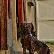 Storia participe au concours pour gagner de l'argent avec cette photo : animal, brown, building, concrete_block, curious, dachshund, daylight, dog, door, fur, leaves, long_haired, nature, outdoor, pet, sidewalk, small_dog, standing, urban, wall