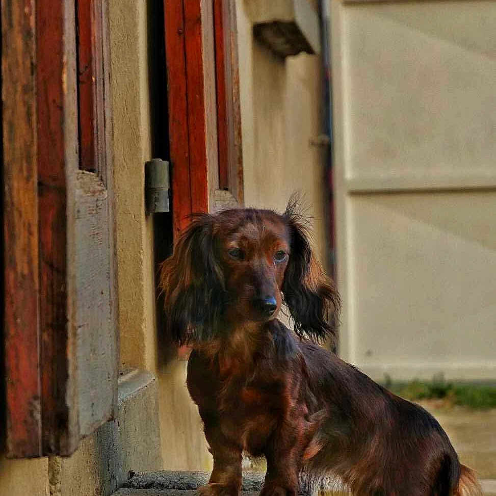 Storia participe au concours pour gagner de l'argent avec cette photo : animal, brown, building, concrete_block, curious, dachshund, daylight, dog, door, fur, leaves, long_haired, nature, outdoor, pet, sidewalk, small_dog, standing, urban, wall