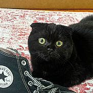 Moonbeam joined the competition — help win amazing prizes! cat, black_cat, scottish_fold, green_eyes, shoe, converse, sneaker, patterned_rug, indoor, pet, curious, close_up, feline, whiskers, floor, domestic_animal, resting, footwear, texture, cute