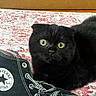 cat, black_cat, scottish_fold, green_eyes, shoe, converse, sneaker, patterned_rug, indoor, pet, curious, close_up, feline, whiskers, floor, domestic_animal, resting, footwear, texture, cute