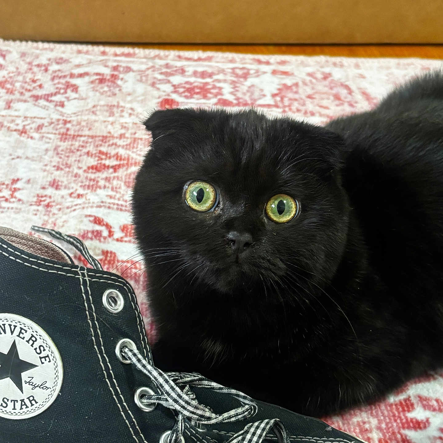 Moonbeam joined the competition — help win amazing prizes! cat, black_cat, scottish_fold, green_eyes, shoe, converse, sneaker, patterned_rug, indoor, pet, curious, close_up, feline, whiskers, floor, domestic_animal, resting, footwear, texture, cute
