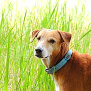 Max is registered to the contest to win money with this photo: dog,  canine, brown_and_white, collar, outdoors, grass, field, nature, animal, pet, portrait, standing, closeup, floppy_ears, white_muzzle, brown_fur, blue_collar, sunlight, greenery, squinting