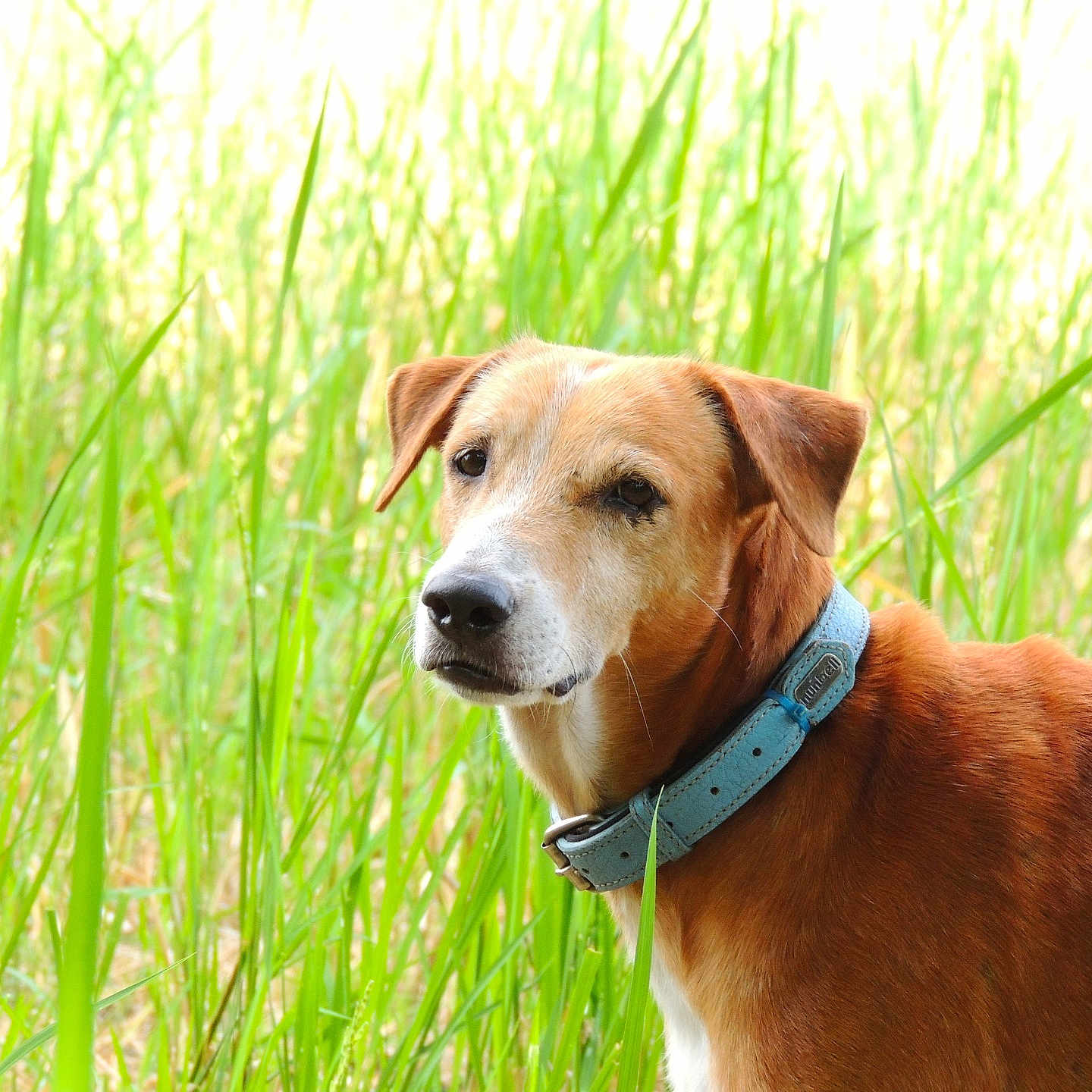 Max