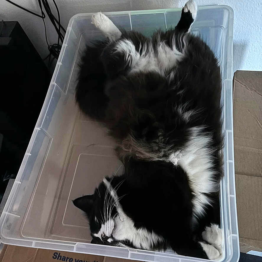 Hercules joined the competition — help win amazing prizes! animal, box, cardboard, carton, cat, computer, computerhardware, electronics, furniture, hardware, indoors, kitten, laptop, manx, monitor, pc, person, pet, sleeping, table