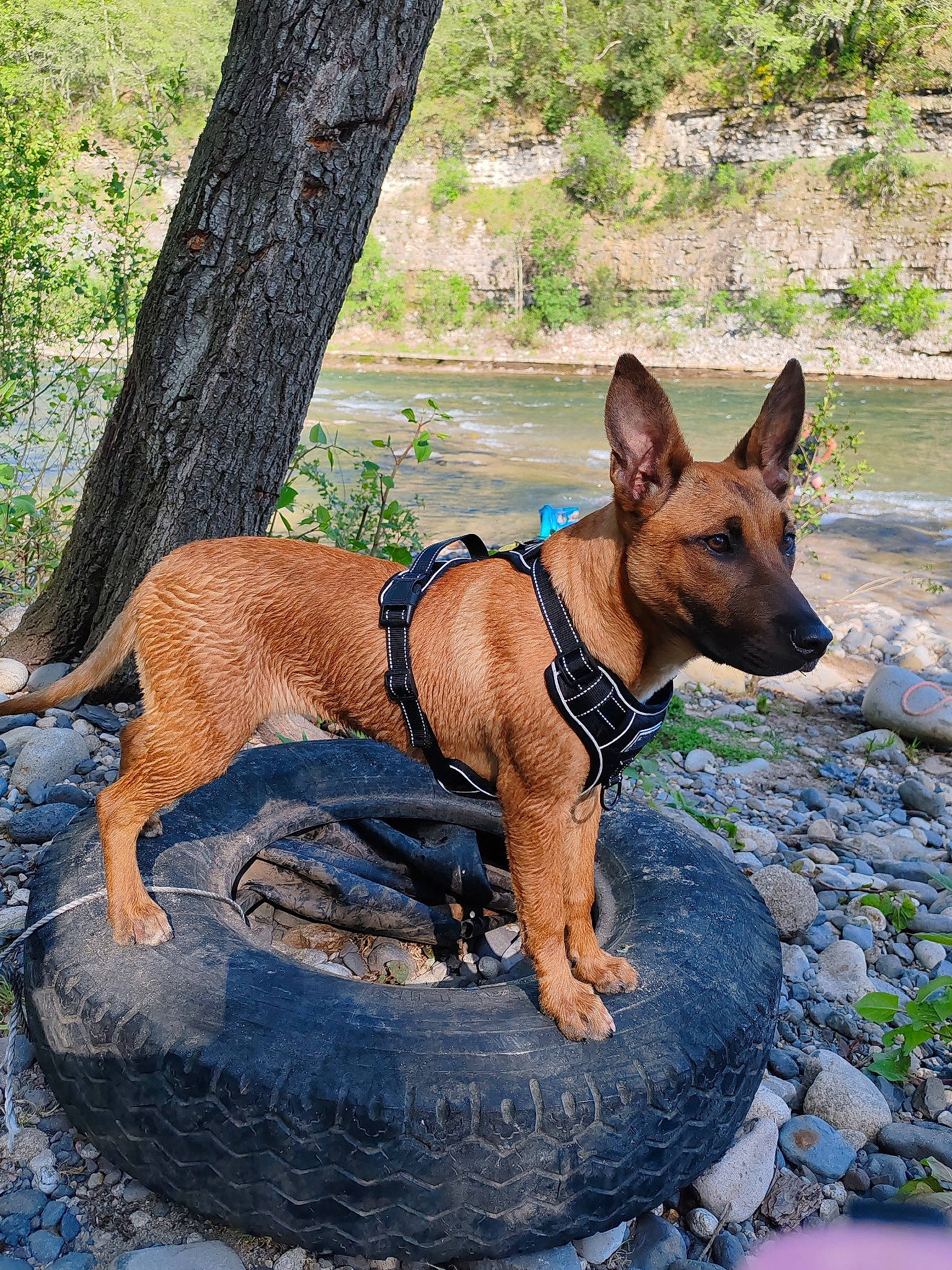Huma a rejoint le concours — aidez-le/la à gagner de superbes lots ! ancient_dog_breeds, canidae, carnivore, collar, companion_dog, dog, dog_breed, dog_collar, dog_supply, fawn, hunting_dog, liver, pet_supply, plant, sporting_group, tree, water, wood, working_animal, working_dog