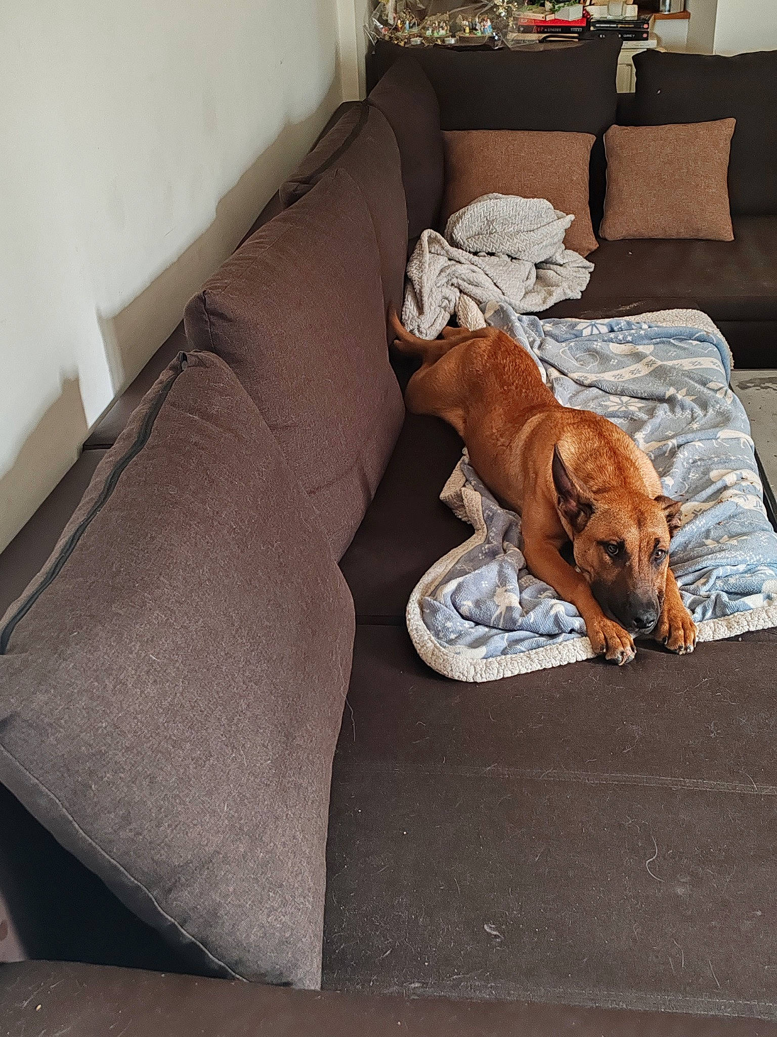 Huma participe au concours pour gagner de l'argent avec cette photo : canidae, carnivore, comfort, companion_dog, couch, dog, dog_breed, dog_supply, fawn, floor, flooring, furniture, hardwood, linens, liver, living_room, sporting_group, table, wood, working_animal