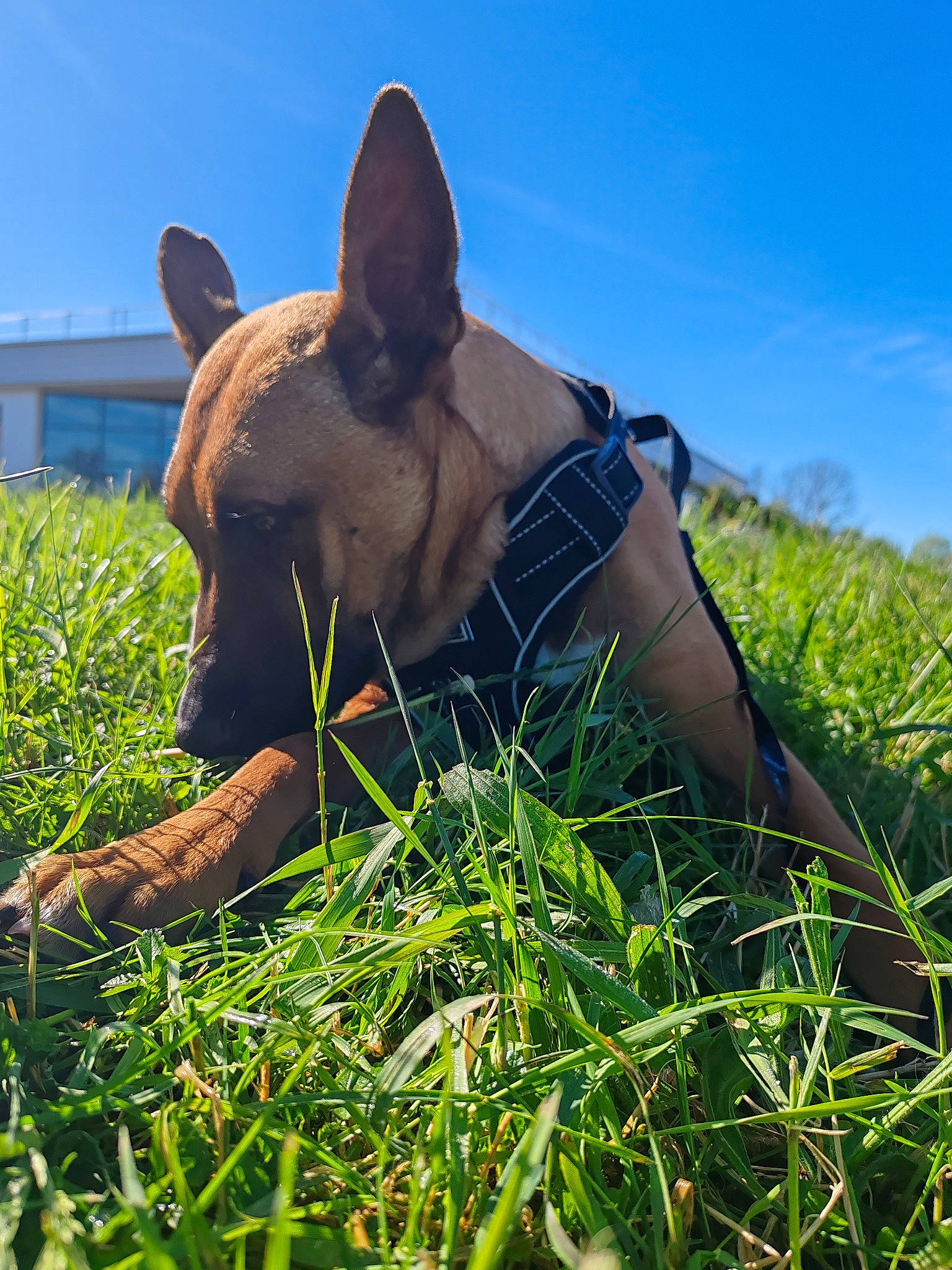 Huma a rejoint le concours — aidez-le/la à gagner de superbes lots ! agriculture, carnivore, dog, dog_breed, fawn, field, grass, grassland, hat, mammal, pasture, people_in_nature, personal_protective_equipment, plant, prairie, sky, snout, sunglasses, terrestrial_animal, working_animal