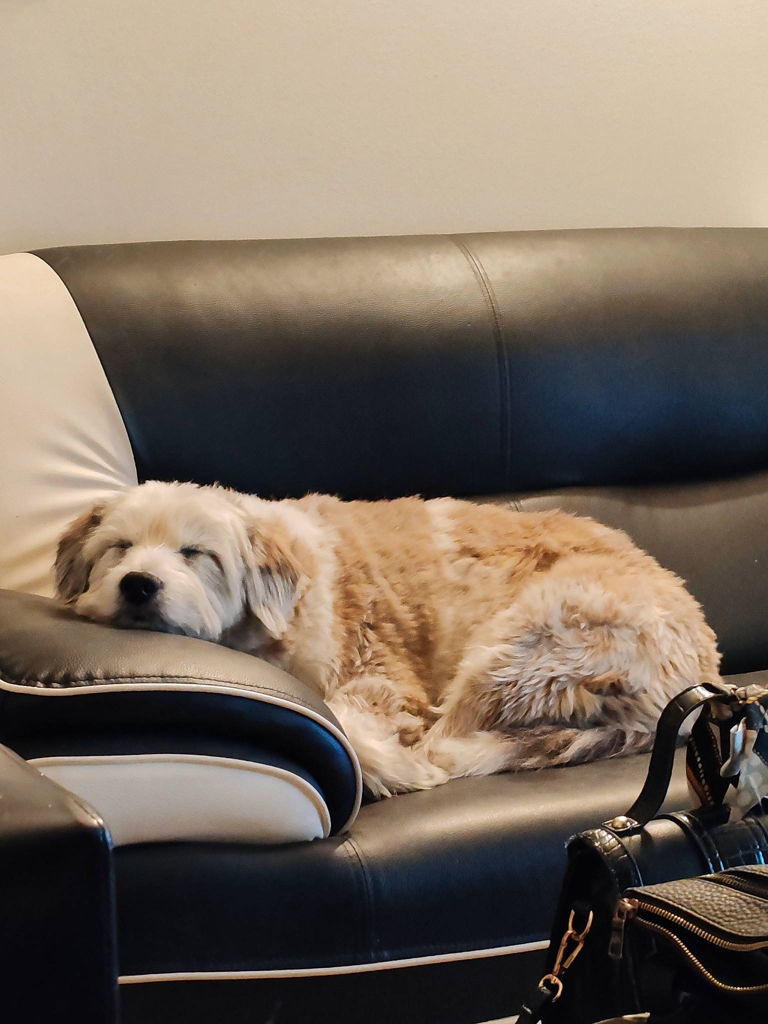 Joyce participe au concours pour gagner de l'argent avec cette photo : backpack, bag, canidae, carnivore, comfort, companion_dog, couch, dog, dog_breed, fawn, flooring, fur, living_room, luggage_and_bags, sitting, snout, sofa_bed, sporting_group, studio_couch, working_animal